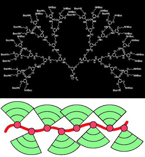 Вверху: структурная формула дендрона, составляющего линейной молекулы полимера. Внизу: дендроны (показаны зелёным), соединённые в цепочку на едином общем хребте (красный) (иллюстрация Angewandte Chemie).