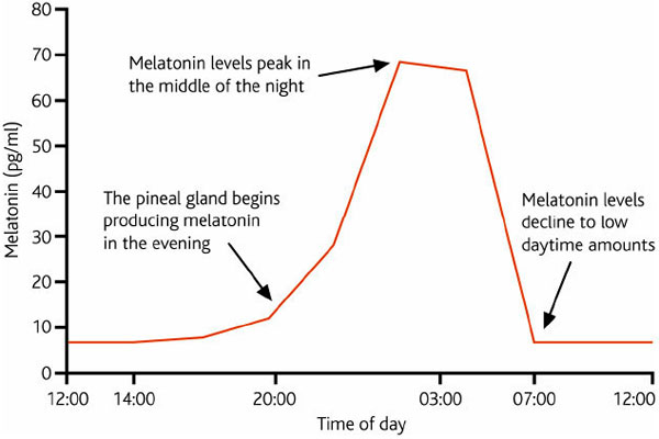 График изменения уровня мелатонина в зависимости от времени суток. Вечером эпифиз начинает выбрасывать мелатонин в кровь; к середине ночи уровень мелатонина максимален, а к утру начинает опускаться до низкого дневного уровня. По вертикальной оси — мелатонин (в пикограммах на миллилитр), по горизонтальной — время суток. Изображение с сайта www.epgonline.org