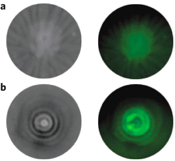 Колонии клеток на среде, содержащей атразин, освещенные белым (слева) и ультрафиолетовым (справа) светом. Вверху (а) — колонии контрольных клеток, содержащих CheZ под контролем рибопереключателя, но лишенных АtzA (то есть умеющие находить атразин, но не способные разлагать его). Внизу (b) — колонии клеток, содержащих и CheZ и АtzA (то есть умеющие и находить, и разлагать атразин). Видно, что у контрольных клеток нет чередования светлых и темных концентрических колец внутри колонии. Изображение из обсуждаемой статьи в Nature Chemical Biology