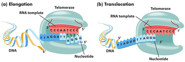 Схема работы фермента теломеразы (telomerase). Фермент наращивает концевые участки хромосом, добавляя к ним одинаковые последовательности нуклеотидов. Этот процесс включает две чередующихся стадии: (a) элонгация, то есть удлинение, и (b) транслокация, то есть перемещение. Во время элонгации концевой участок цепочки ДНК связан с РНК-матрицей (RNA template), входящей в состав фермента, и удлиняется за счет присоединяемых к нему нуклеотидов, комплементарных свободному участку матрицы. Во время транслокации молекула ДНК сдвигается на несколько нуклеотидов, вновь освобождая участок РНК-матрицы, и цикл повторяется. При этом наращивается только одна цепочка ДНК, но комплекс других ферментов, основу которого составляет ДНК-полимераза, достраивает большую часть второй цепочки. Одноцепочечным остается только небольшой «хвост» в самом конце. Если бы не теломераза, такие хвосты сокращали бы длину двухцепочечной ДНК при каждом ее удвоении, и любая хромосома укорачивалась бы при каждом делении клетки. Рисунок с сайта barleyworld.org